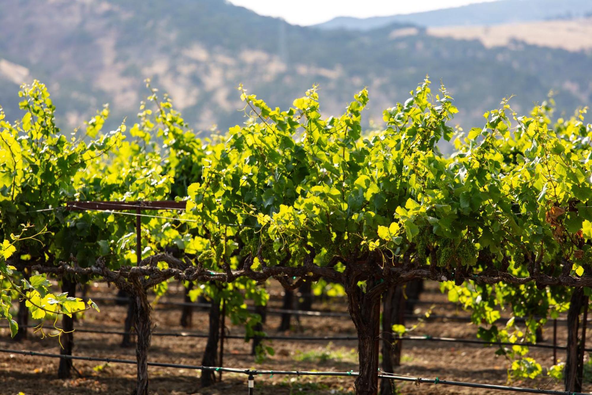 Homewood Suites By Hilton Fairfield-Napa Valley Area Cordelia Екстериор снимка