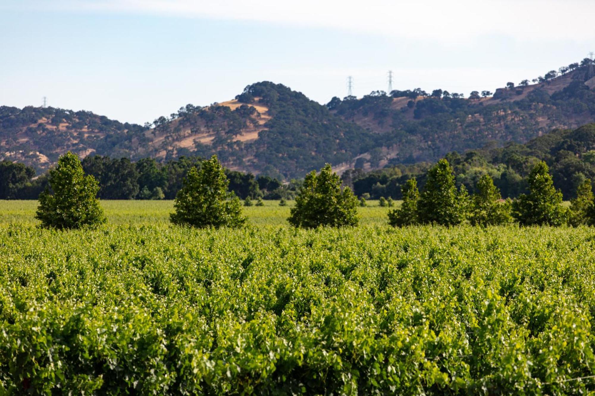 Homewood Suites By Hilton Fairfield-Napa Valley Area Cordelia Екстериор снимка